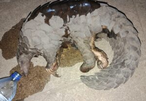 O SERNIC DETEVE CINQUENTA E UM (51) INDIVÍDUOS ENTRE 28 DE OUTUBRO E 03 DE NOVEMBRO DE 2025 POR PRÁTICA DE VÁRIOS CRIMES