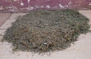 O SERNIC DETEVE CINQUENTA E UM (51) INDIVÍDUOS ENTRE 28 DE OUTUBRO E 03 DE NOVEMBRO DE 2025 POR PRÁTICA DE VÁRIOS CRIMES