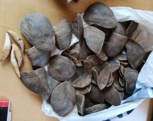 O SERNIC DETEVE CINQUENTA E UM (51) INDIVÍDUOS ENTRE 28 DE OUTUBRO E 03 DE NOVEMBRO DE 2025 POR PRÁTICA DE VÁRIOS CRIMES